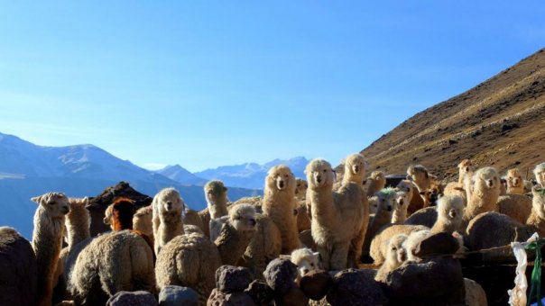 Trekkingi i lekkie wspinaczki po peruwiańsku i trochę boliwijsku