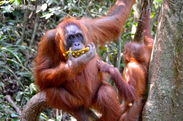 Borneo i Sumatra – zielona ostoja natury