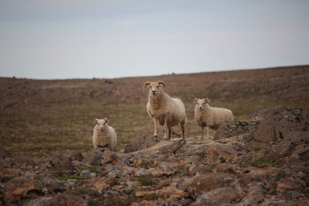 Slajdowiska SKG - Islandia, czyli mit o krwiożerczej owcy